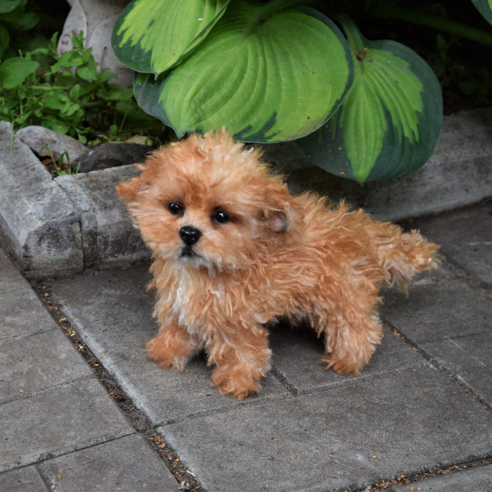 pet1-realistic-animal-toy-4×3