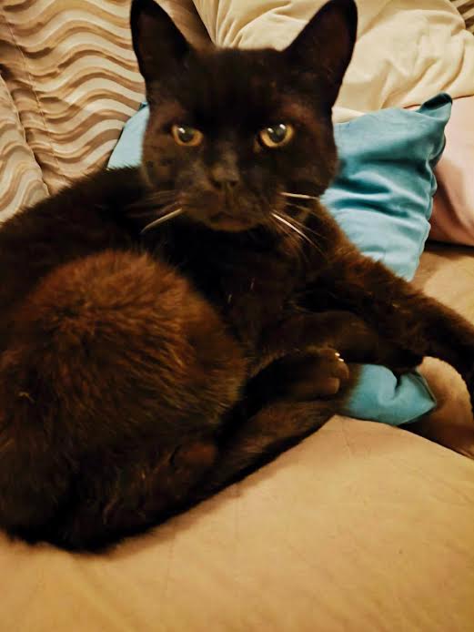 Black cat buy-handmade-black-cat-plush
